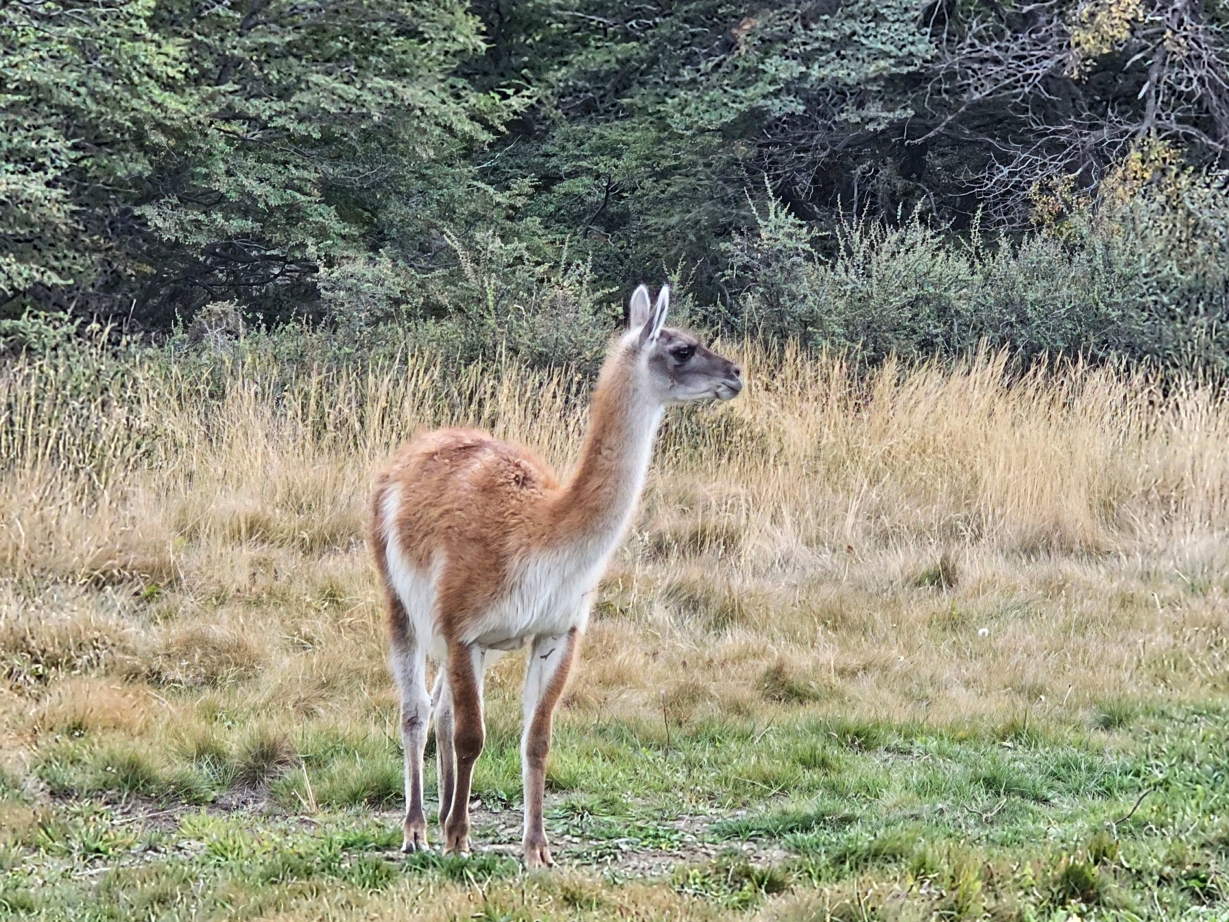 Torres del Paine